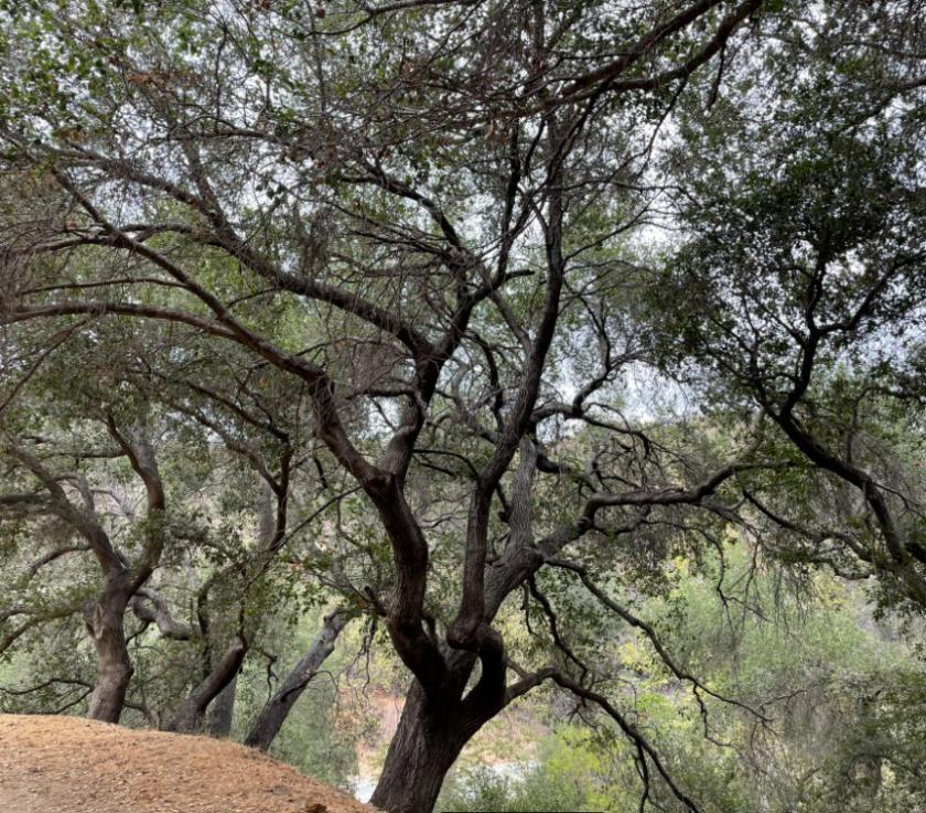 Quercus Agrifolia (California Live Oak)