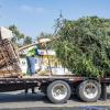 Street Tree Truck