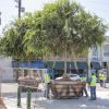 Large Street Tree Planting