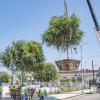 Crane Assisting Street Tree Planting