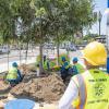 Street Tree Planting