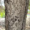 Quercus Agrifolia (California Live Oak)