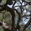 Quercus Engelmannii (Engelmann Oak)