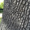 Quercus Lobata (Valley Oak)