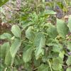 Sambucus Mexicana (Mexican Elderberry)